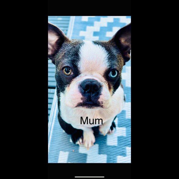 Boston Terrier - Bitches