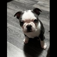 Boston Terrier - Bitches