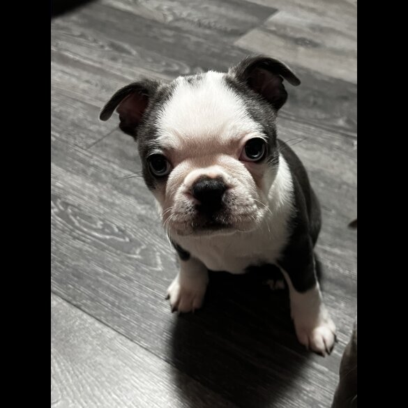 Boston Terrier - Bitches