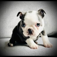 Boston Terrier - Bitches