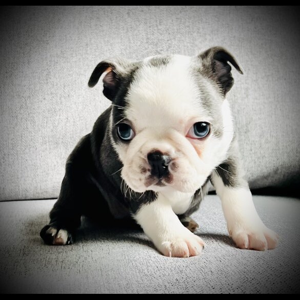Boston Terrier - Bitches