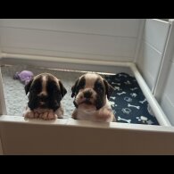Boxer - Bitches