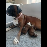 Boxer - Bitches