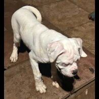 Boxer - Dogs