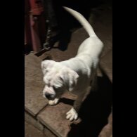 Boxer - Dogs