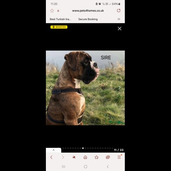 Boxer - Dogs