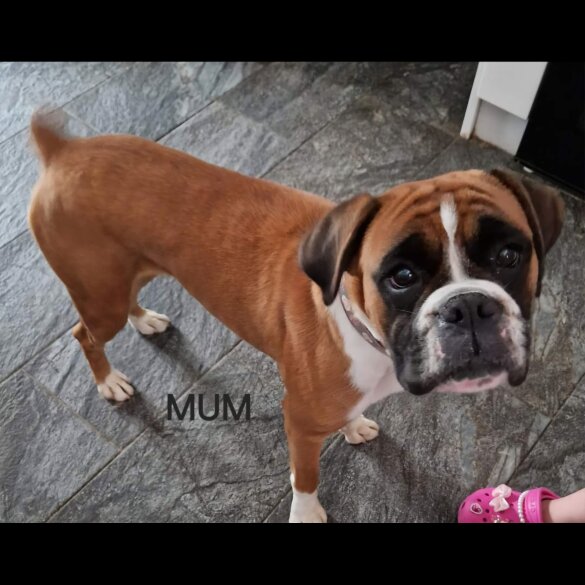 Boxer - Dogs