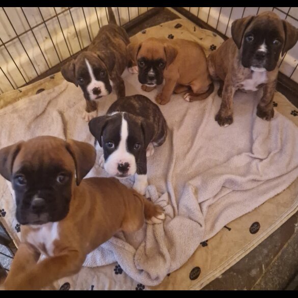 Boxer - Dogs