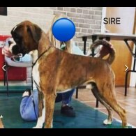 Boxer - Dogs