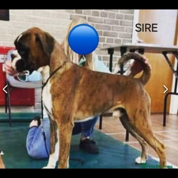 Boxer - Dogs