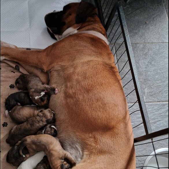 Boxer - Dogs