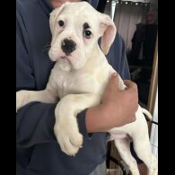 Boxer - Dogs