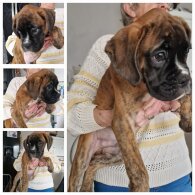 Boxer - Dogs