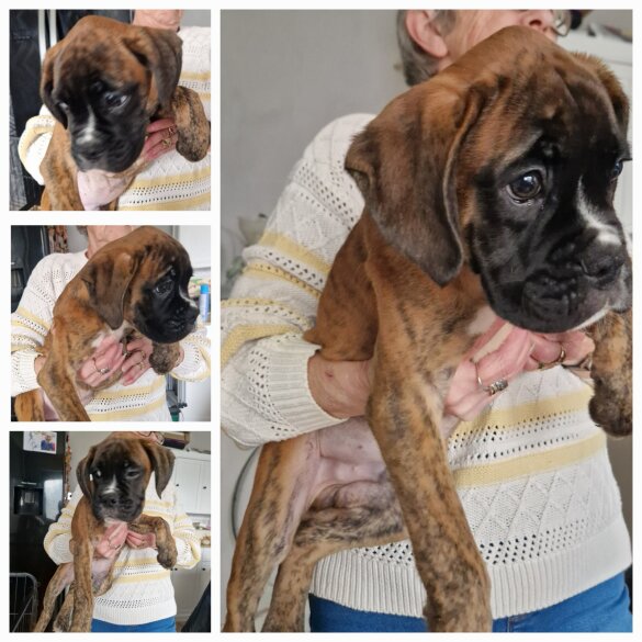 Boxer - Dogs