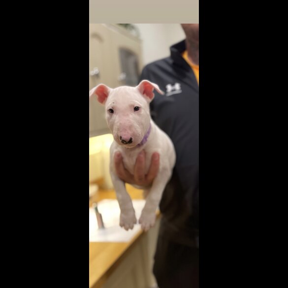 Bull Terrier - Both
