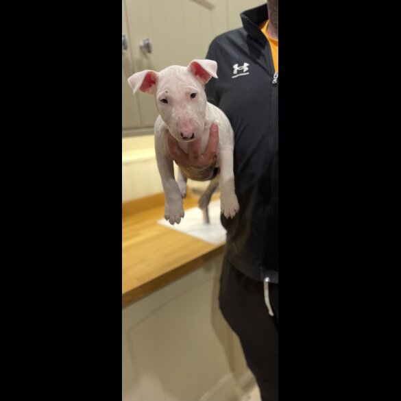 Bull Terrier - Both