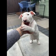 Bull Terrier - Both