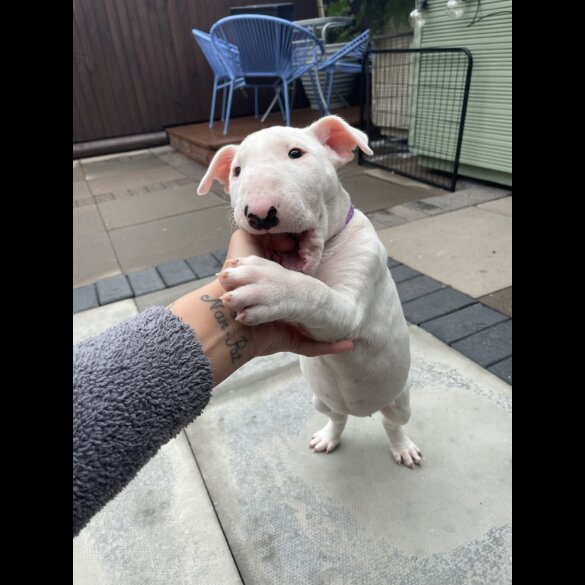 Bull Terrier - Both