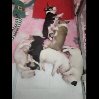 Bull Terrier - Both