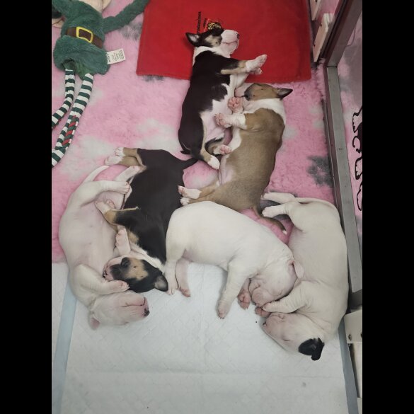 Bull Terrier - Both