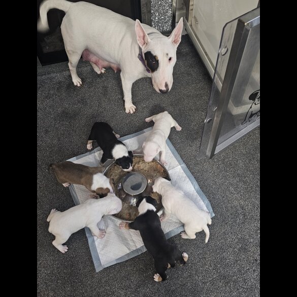 Bull Terrier - Both