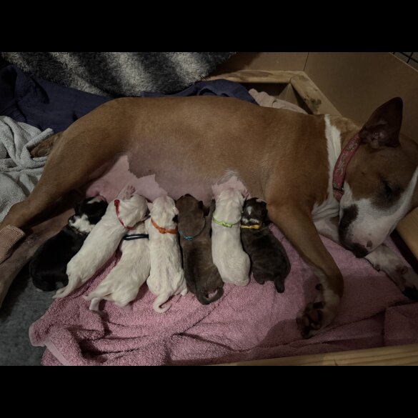 Bull Terrier - Both