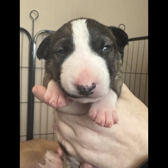 Bull Terrier - Both