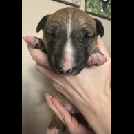 Bull Terrier - Both