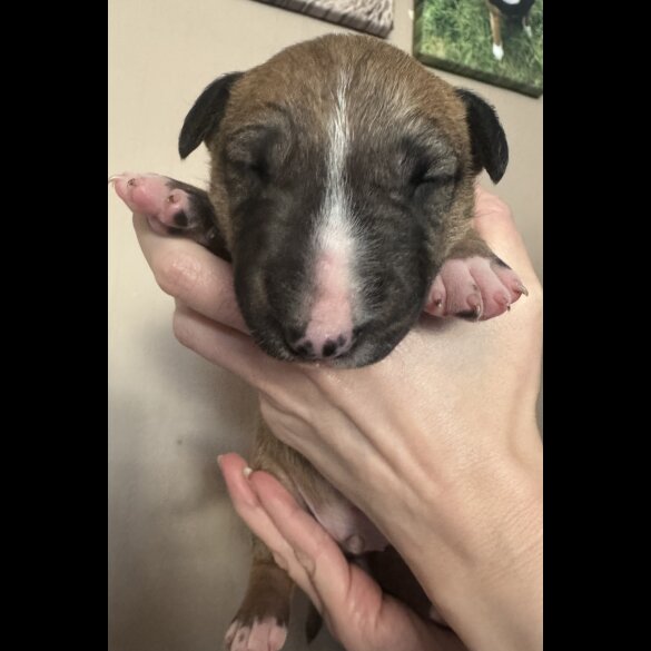 Bull Terrier - Both