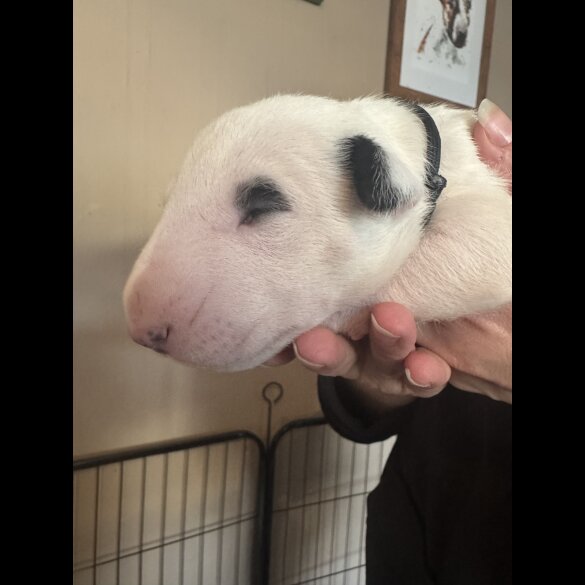 Bull Terrier - Both