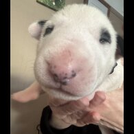 Bull Terrier - Both