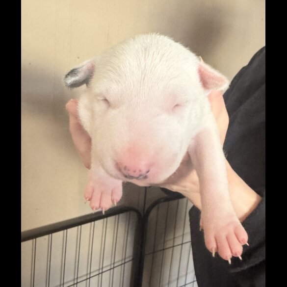 Bull Terrier - Both