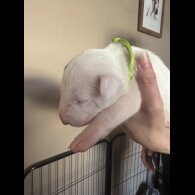 Bull Terrier - Both