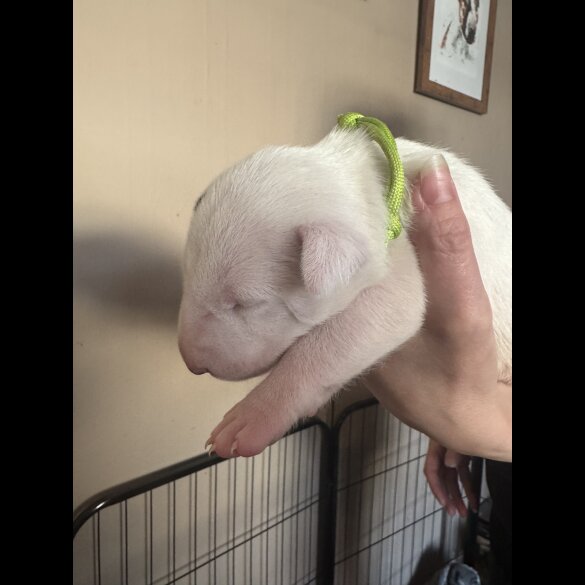 Bull Terrier - Both