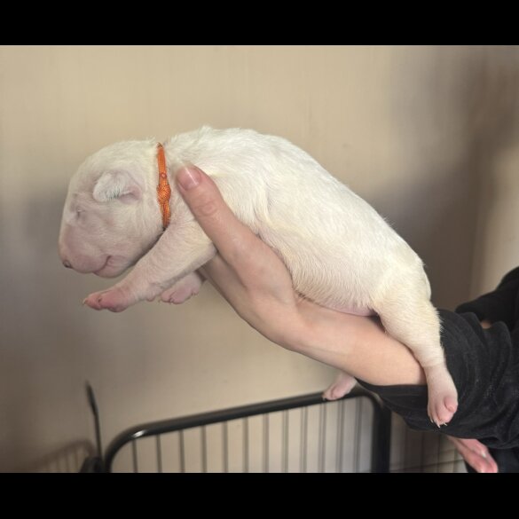 Bull Terrier - Both