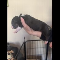 Bull Terrier - Both