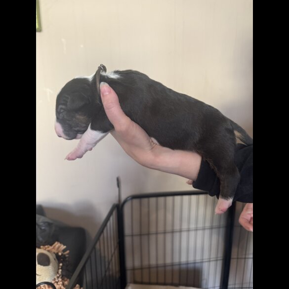 Bull Terrier - Both