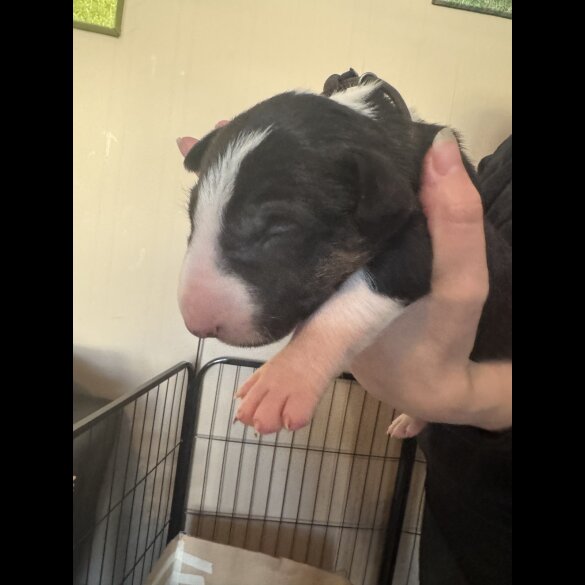 Bull Terrier - Both