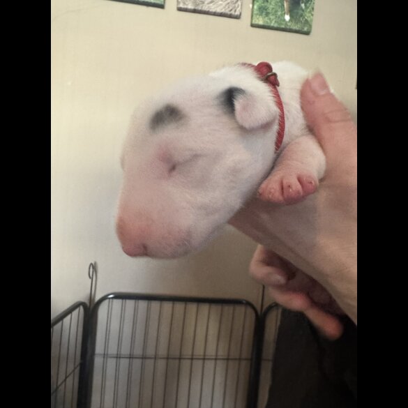 Bull Terrier - Both