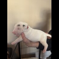Bull Terrier - Both