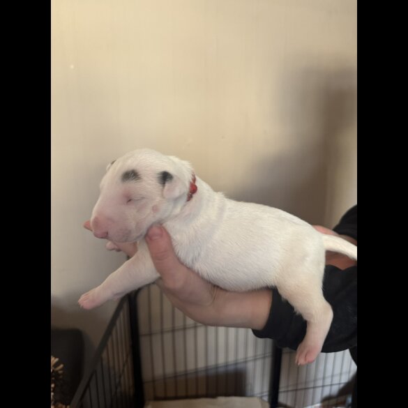 Bull Terrier - Both