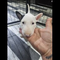 Bull Terrier - Both
