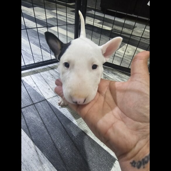 Bull Terrier - Both