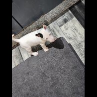 Bull Terrier - Both
