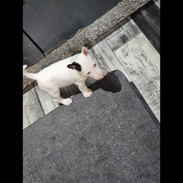 Bull Terrier - Both