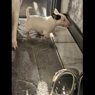 Bull Terrier - Both