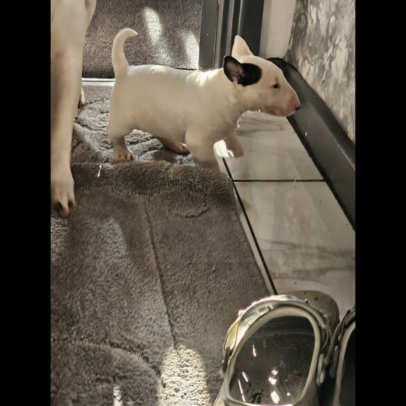 Bull Terrier - Both