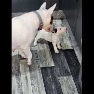 Bull Terrier - Both