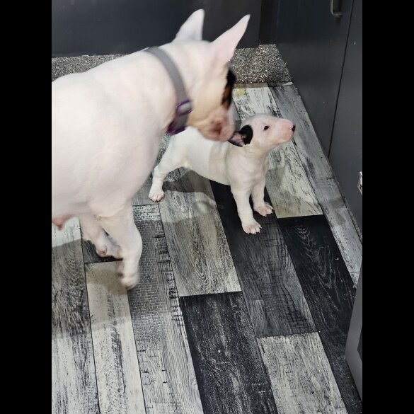 Bull Terrier - Both