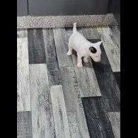 Bull Terrier - Both